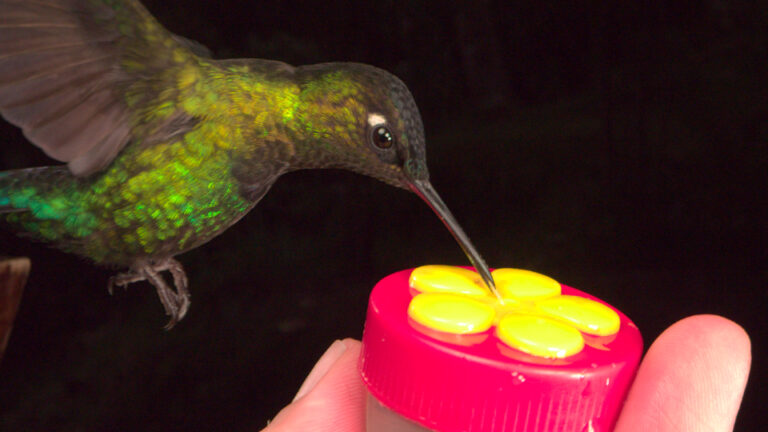 Hummingbird-1 (RAW)