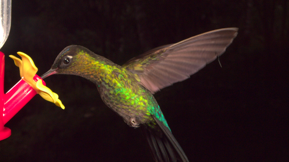 Hummingbird-2 (RAW)