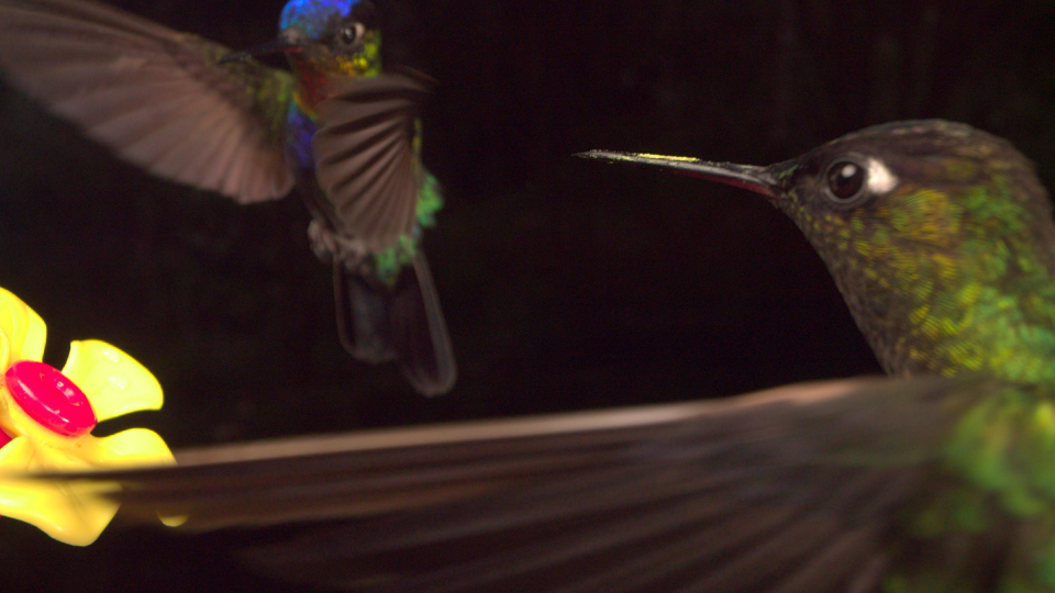 Hummingbird-3 (RAW) | PIXBOOM Spark | High-Speed Camera for Slow-Mo