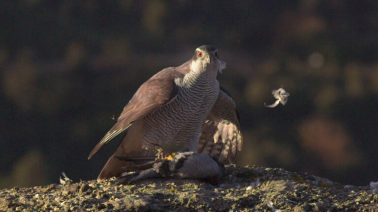 Falcon
