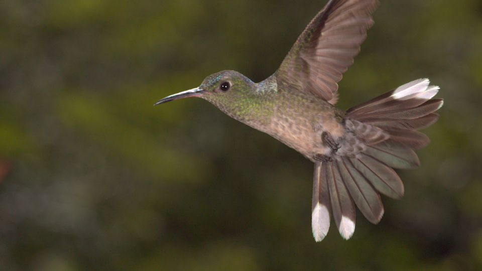 Scaly-breasted Hummingbird (RAW)
