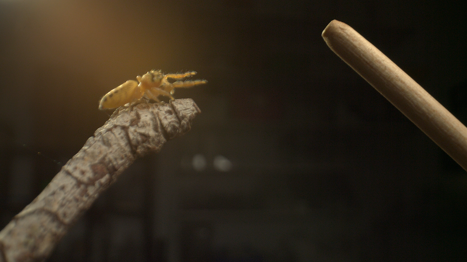 Jumping Spider (RAW)